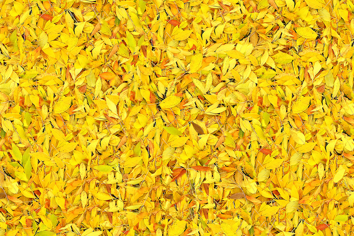 Altro Orchestra Custom disegni