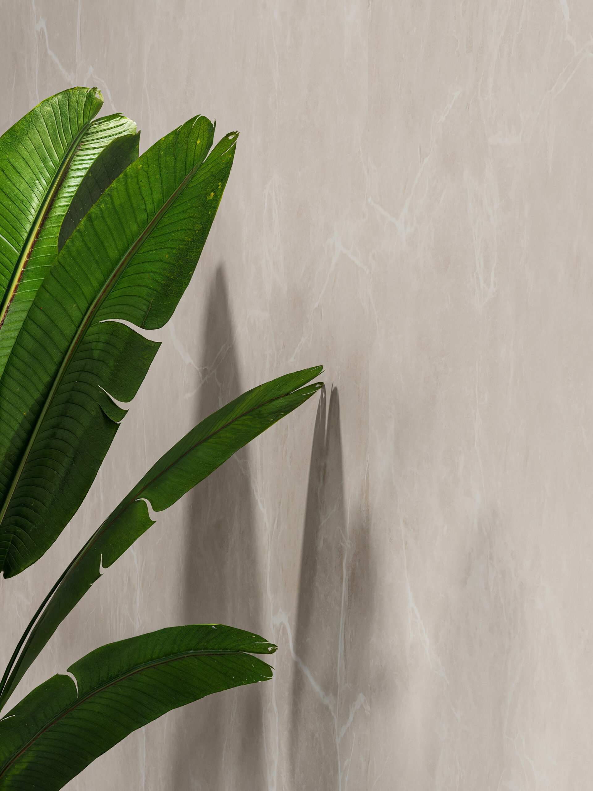 Altro Whiterock Wall Designs